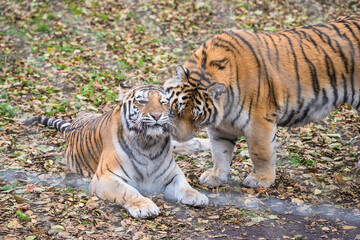Two Amur or Siberian tigers, the biggest wild cats in the world playing in the zoo