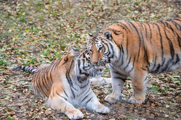 Two Amur or Siberian tigers, the biggest wild cats in the world playing together