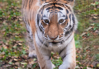 Beautiful Siberian or Amur tiger, the biggest wild cat in the world; Environment conservation concept
