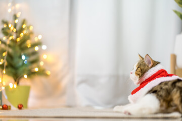 brown scottish straight tabby cat cloth red santa blanket with christmas tree background