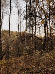 Autumn in a wood.