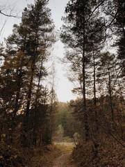 Fototapeta premium Autumn in a wood.