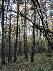 Obraz premium Autumn in a wood.