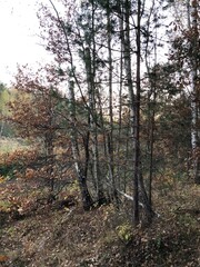 Obraz premium Autumn in a wood.