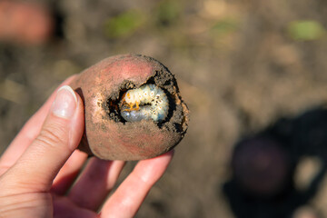 The grub larva eats potatoes. Selective focus.