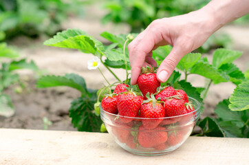 Bowl with strawberries on the background of a flowering strawberry bush. A female hand takes strawberries from a bowl. Eco-friendly product.