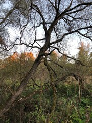 Autumn in a wood.