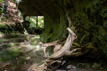 神秘的な原生林の風景