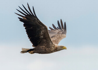 White tailed eagle