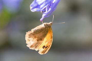A meadow brown, Maniola jurtina