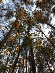 Fototapeta premium Autumn in a wood.