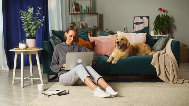 Young woman working on laptop, sitting on floor in living-room and petting dog. Golden retriever lying on sofa. Obedient puppy breathing with tongue out, waiting for his owner, relaxing. 