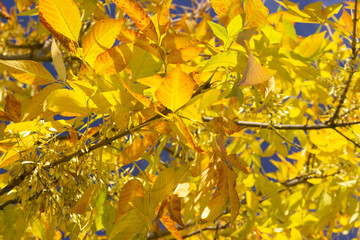 autumn leaves background
