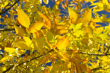 yellow leaves on sky