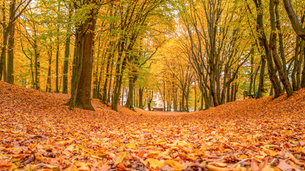 Obraz premium Autumn park, everything is covered with yellow leaves