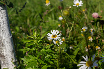 daisies in the grass