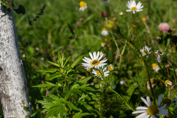 daisies in a meadow