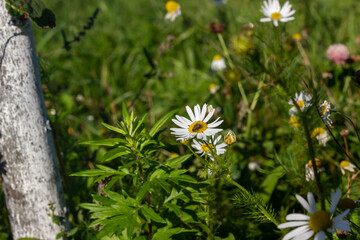 flowers in the meadow