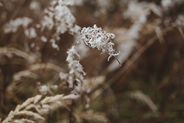 close-up of blades of grass, autumn background