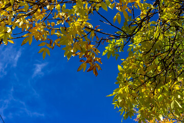 autumn leaves against sky
