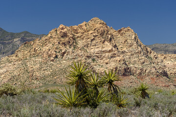 Mojave Yuca growing in the brush along the hillsides leading up to red limestone cliffs in the...