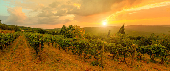 Wide panorama of terraced vineyards in winegrowing town Montalcino in Italian countryside and Tuscan-Emilian apennines. Heritage vineyards of Italy wine region. Tuscany region of Italy at sunset.