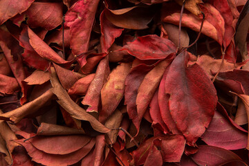 Red leaves background