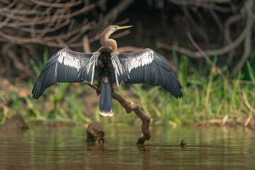 The Anhinga (Anhinga anhinga) Sometimes called the snakebird.
