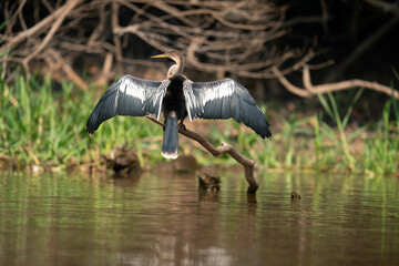 The Anhinga (Anhinga anhinga) Sometimes called the snakebird.