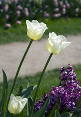 White tulips in the spring park