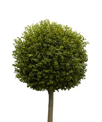 Linden tree in form of ball