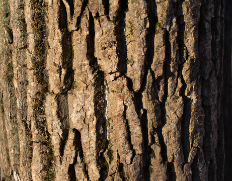 Bark pattern is seamless texture from tree. Background