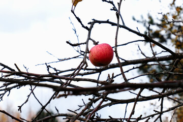 A red ripe apple hangs on a branch of an apple tree in bad autumn weather