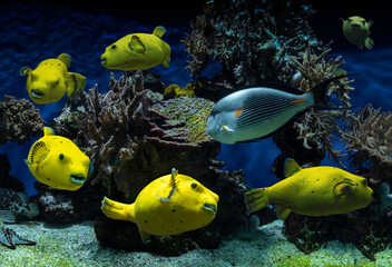 Farandole de poissons jaunes dans aquarium avec corail