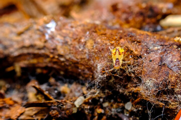 Aphid Nymph