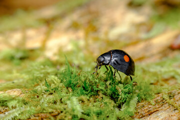 Twice Stabbed Lady Beetle Macro