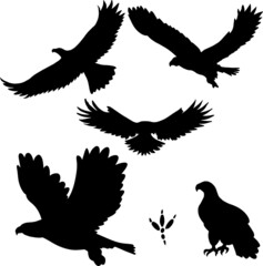 Set of hand drawn black swans silhouette birds, vector file