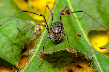Daddy Longleg Opiliones