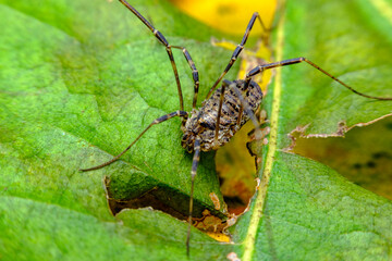 Daddy Longleg Opiliones