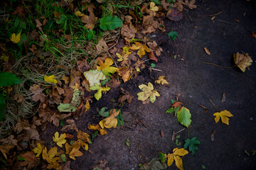 Closeup of autumn leafs