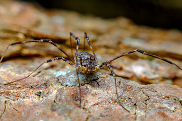 Daddy Longleg Opiliones