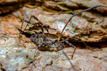 Daddy Longleg Opiliones