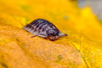 Pill Bug Armadillidiidae