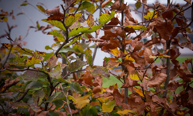 Closeup of autumn leafs