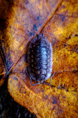 Pill Bug Armadillidiidae
