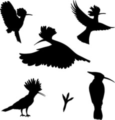 Set of hand drawn black hoopoe silhouette birds, vector file