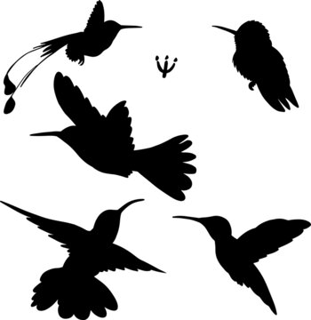 Set of hand drawn black hummingbird silhouette birds, vector file
