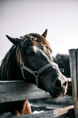 Fototapeta na wymiar retro style horse on the background of the fence 