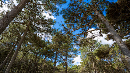 trees in the forest