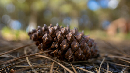 pine cone in the forest